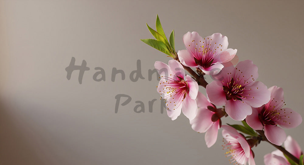 フリー素材 無料 写真|無地バックグラウンドで春の色を強調、桃の花クローズアップ