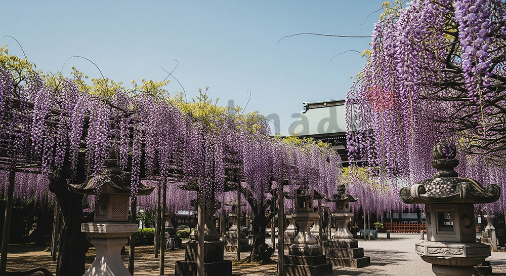 フリー素材 無料 写真|青空に藤の花房が揺れる上品な和テイスト春背景、ブランド要素なしで紙面やWebに使える素材 デザイナー向け