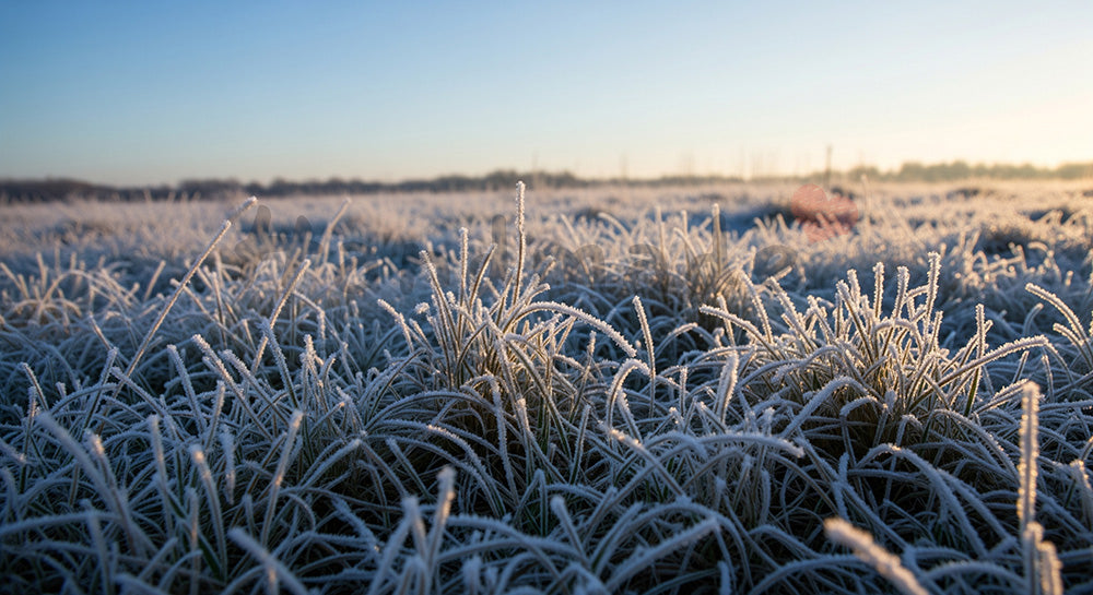 フリー素材 無料 写真|霜が降りた朝の草原と青空の透明感ある冬風景、寒い季節の広告に使える横長バックグラウンド写真 デザイナー向け