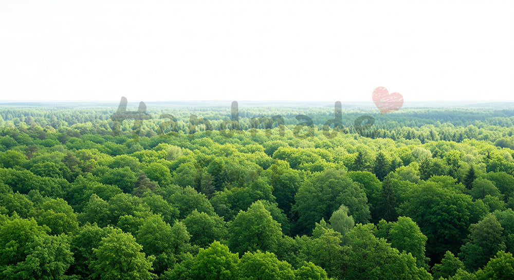 フリー素材 無料 写真|新緑の森(やわらかい背景) 写真背景