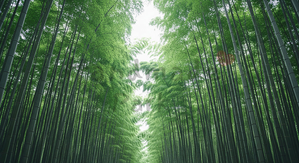 フリー素材 無料 写真|柔らかい竹林の背景 コピースペースあり