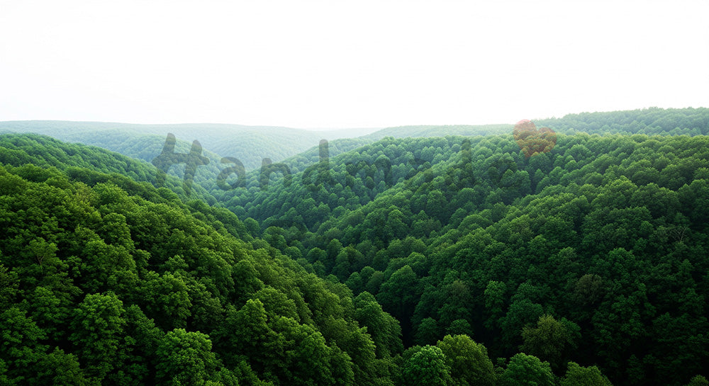 フリー素材 無料 写真|淡いグリーンの森背景 背景素材