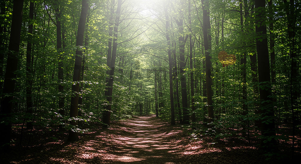 フリー素材 無料 写真|SDGsに合う木漏れ日の森の小道背景 大きな余白でデザイン向け 背景素材