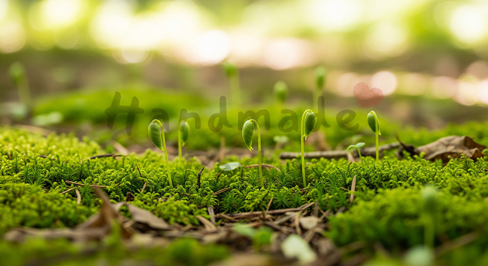 フリー素材 無料 写真|SDGsの自然回復を想起する苔と芽のバックグラウンド 明るい空きスペースで文字入れ