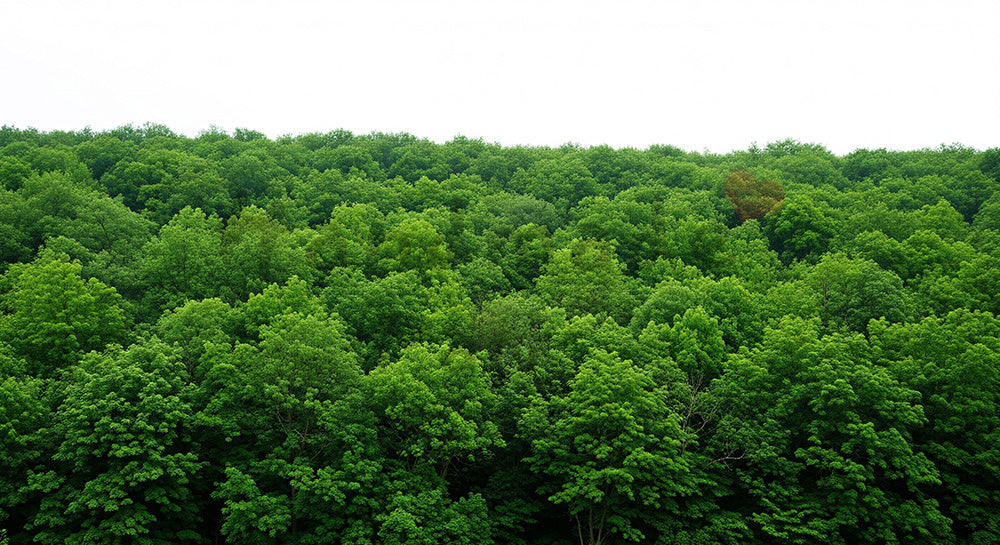 フリー素材 無料 写真|SDGsの健やかな自然を表現するグリーンの森背景 スペースで文字入れ
