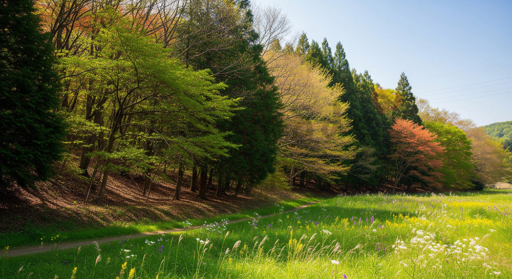 フリー素材 無料 写真|SDGsの里山保全を想起する森と草地の境界背景 空のスペース