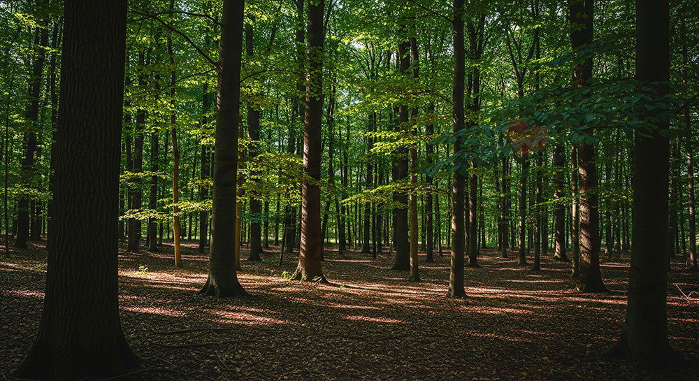 フリー素材 無料 写真|SDGsに合うこもれ日の光スポットバックグラウンド フラットな明るさで文字入れ