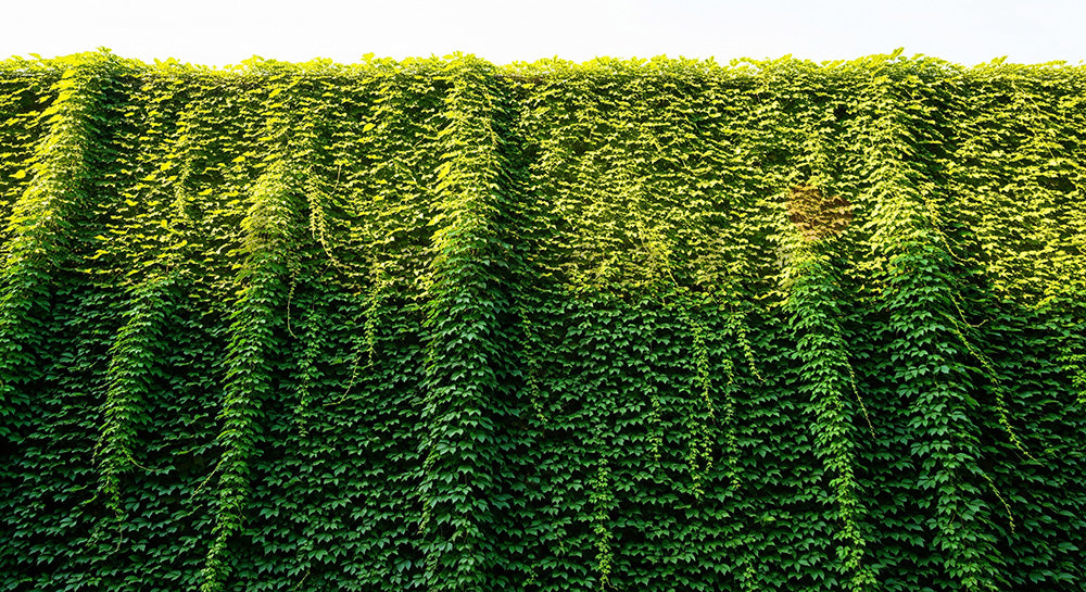 フリー素材 無料 写真|SDGsの都市緑化を想起するツタ植物の背景 明るい余白で文字入れ