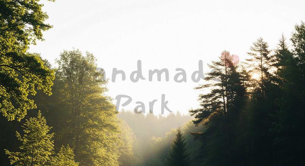 フリー素材 無料 写真|SDGs向け朝の森のクリーン背景 明度が高い余白で文字入れしやすい