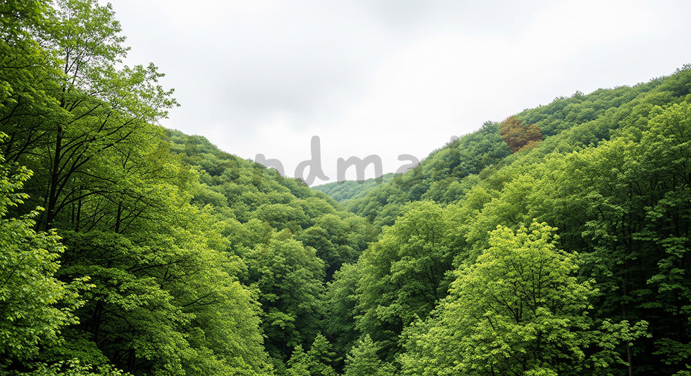 フリー素材 無料 写真|SDGsに合う森と薄い雲の空バックグラウンド フラットな明るさで文字入れ