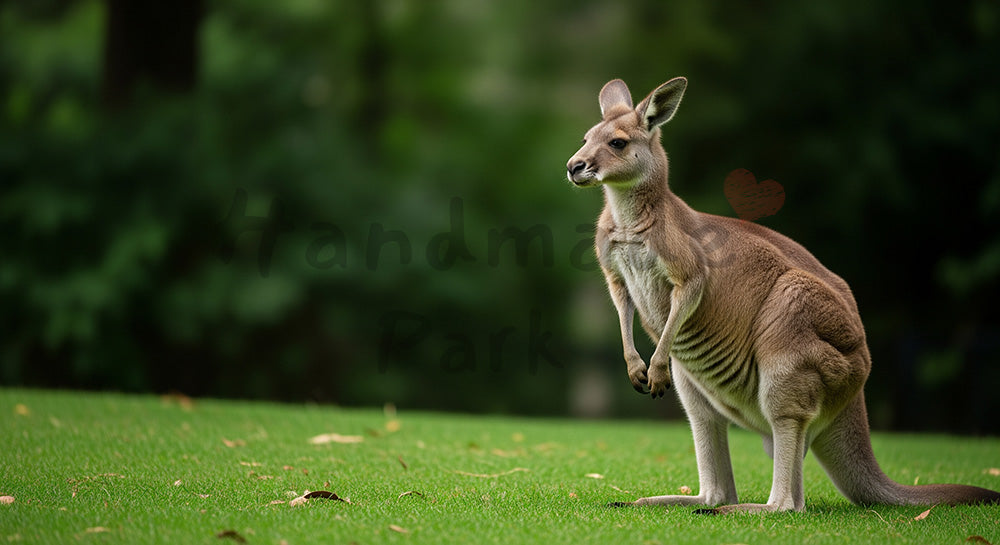 フリー素材 無料 写真|動物園のカンガルーが立つシンプルな自然背景の写真|チラシ・ポスターにも活躍