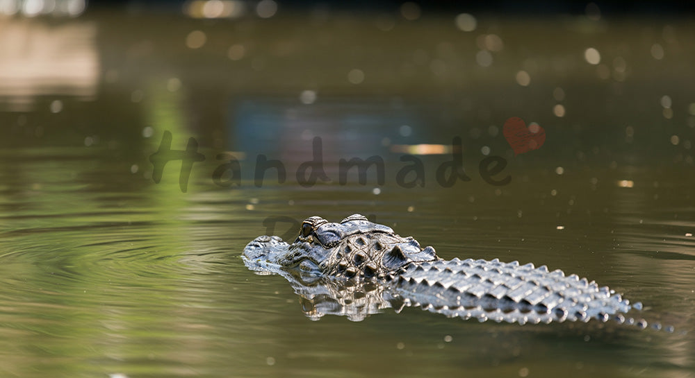 フリー素材 無料 写真|水辺背景がある動物園のワニが水面に浮かぶ静かな迫力|シンプルな背景として