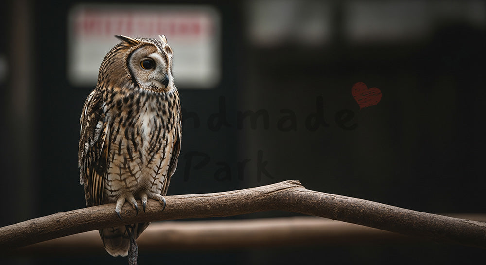フリー素材 無料 写真|動物園のフクロウの静かな佇まいの写真|サムネイル作成に便利