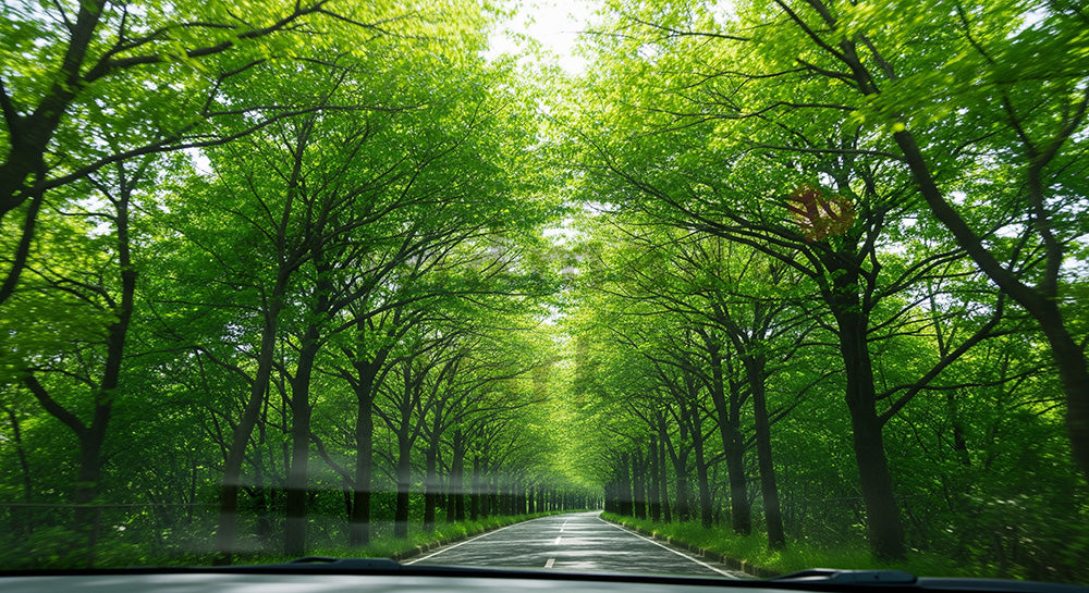 フリー素材 無料 写真|GWドライブ 新緑トンネルの車窓 余白あり|余白を活かしたアイキャッチ
