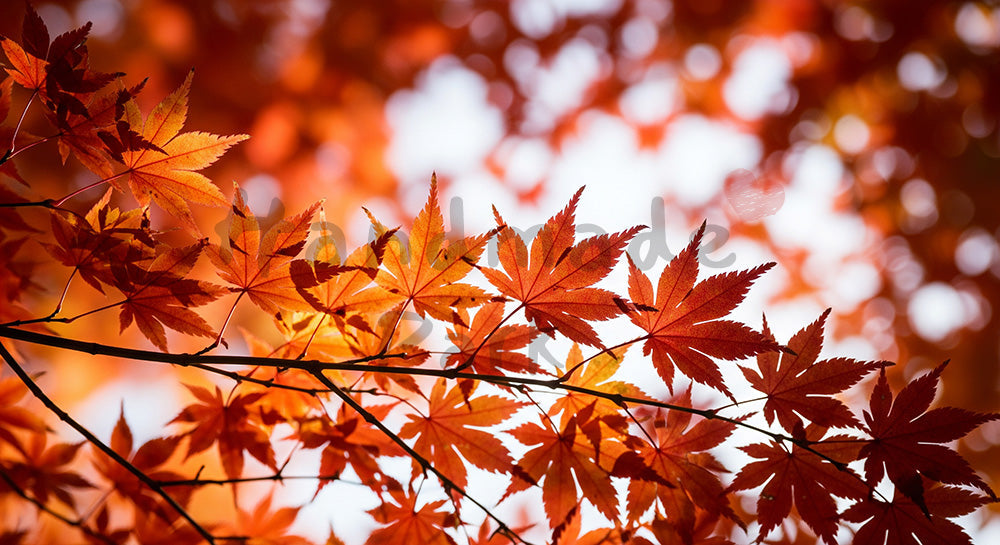 フリー素材 無料 写真|イロハモミジの紅葉文字入れ余白|商品ページに使えるナチュラルな画像