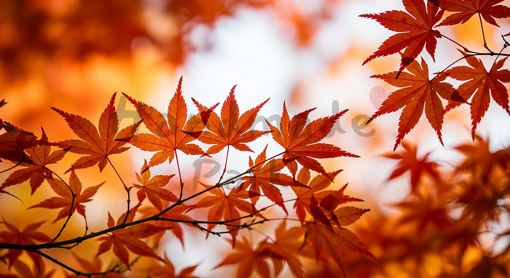 フリー素材 無料 写真|イロハモミジの紅葉文字入れ余白|SNS投稿に使えるナチュラルな画像