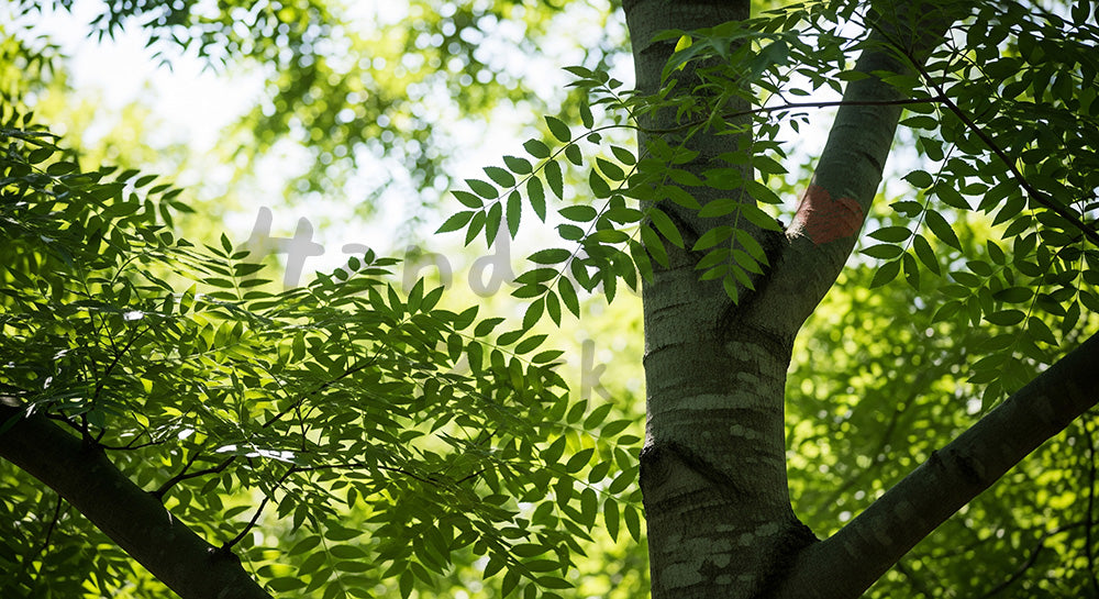 フリー素材 無料 写真|ケヤキの樹冠と空文字入れしやすい余白|SNS投稿に使えるナチュラルな画像