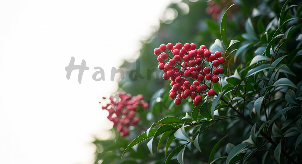 フリー素材 無料 写真|ナンテンの赤い実冬の和小物背景余白|告知バナーに使えるナチュラルな画像