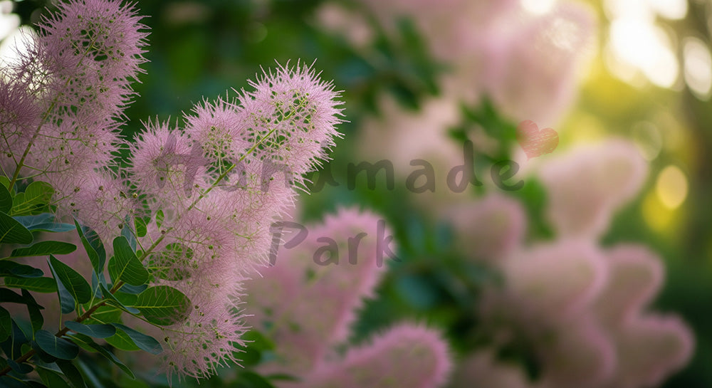 フリー素材 無料 写真|スモークツリーの花穂ふんわり余白背景|作品紹介に使えるナチュラルな画像