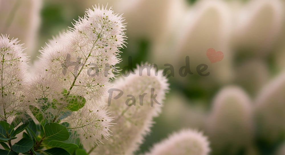 フリー素材 無料 写真|スモークツリーの花穂ふんわり余白背景|SNS投稿に使えるナチュラルな画像