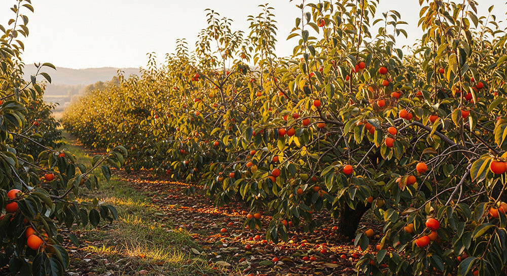 フリー素材 無料 写真|農村の柿畑秋の実りと余白|SNS投稿に使えるナチュラルな画像