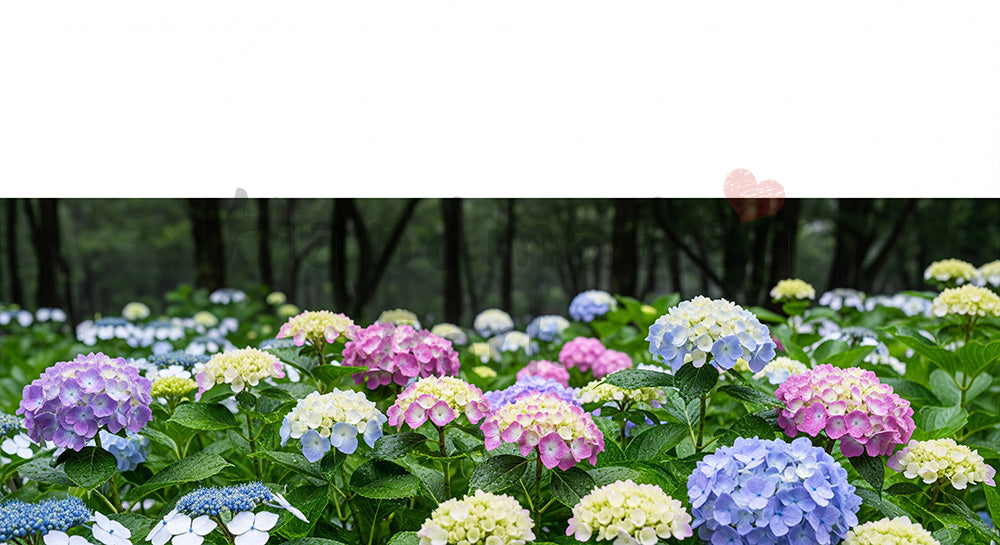 フリー素材 無料 写真|梅雨の庭木立と季節感の余白背景|告知バナーに使えるナチュラルな画像