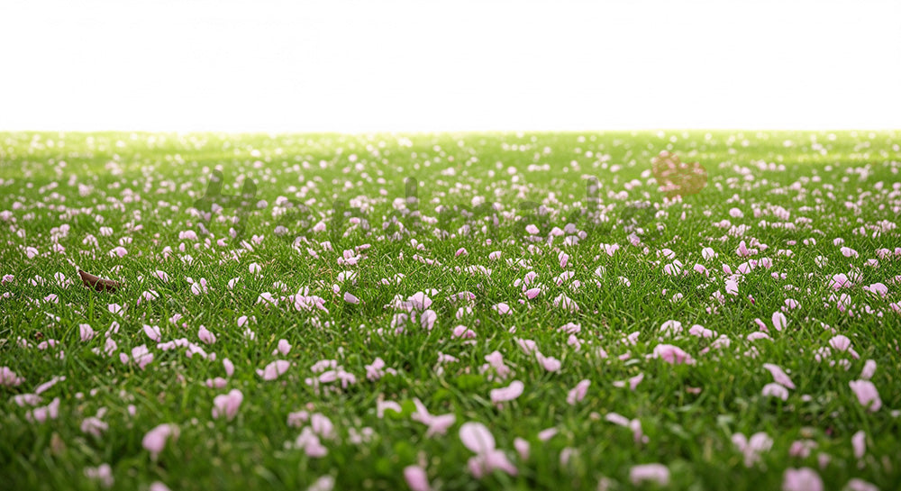 フリー素材 無料 写真|桜の花びらと芝生春の余白テクスチャ|SNS投稿に使えるナチュラルな画像