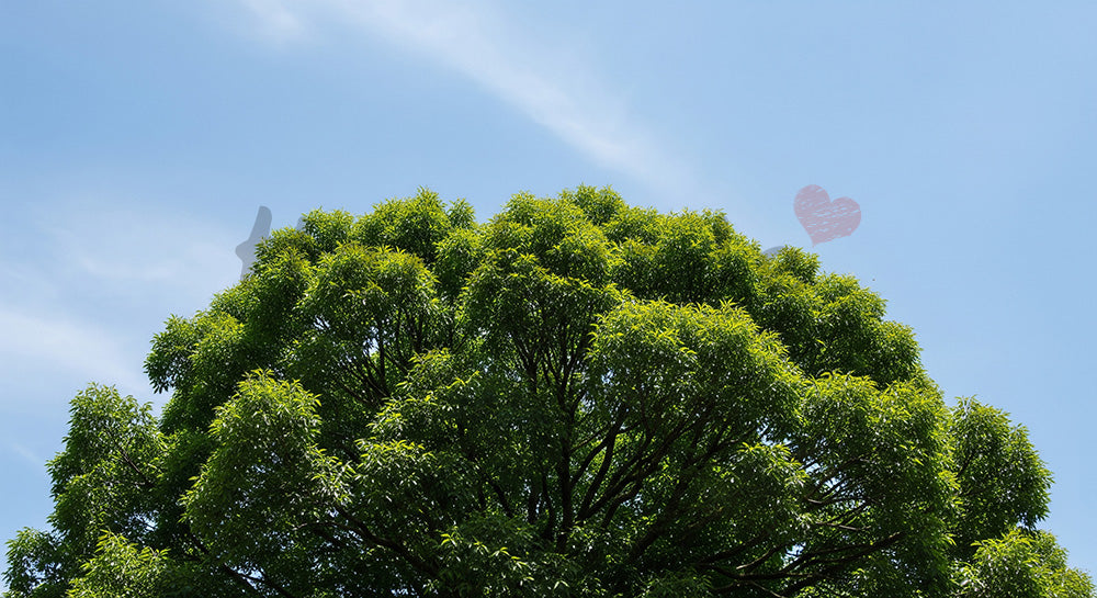 フリー素材 無料 写真|クスノキの樹冠と空夏の余白背景|告知バナーに使えるナチュラルな画像