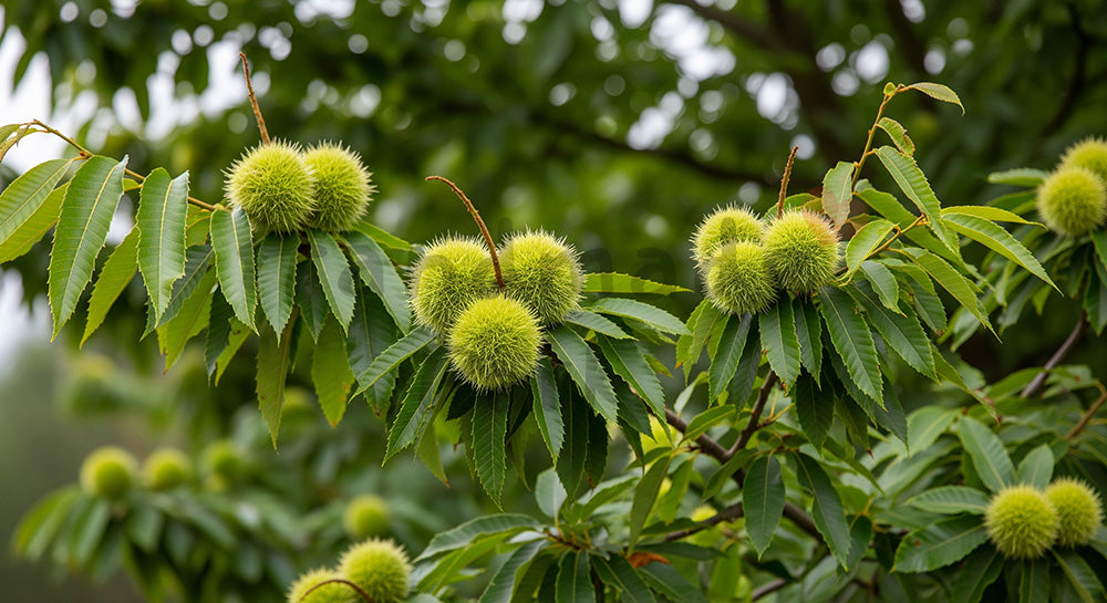 フリー素材 無料 写真|栗の木青いイガと季節感余白|SNS投稿に使えるナチュラルな画像