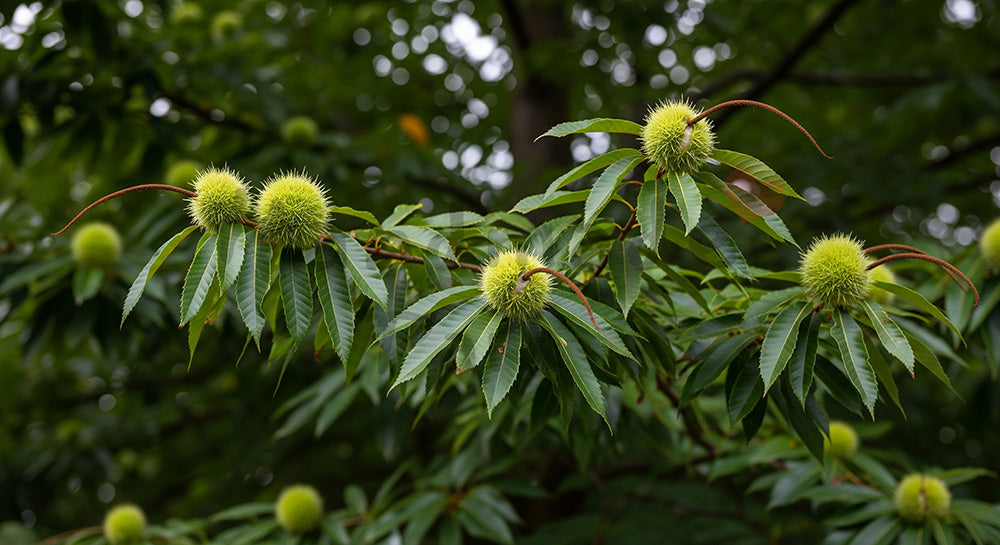 フリー素材 無料 写真|栗の木青いイガと季節感余白|告知バナーに使えるナチュラルな画像