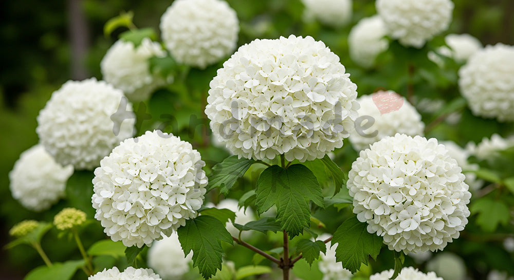 フリー素材 無料 写真|オオデマリの白花ふんわり余白背景|SNS投稿に使えるナチュラルな画像