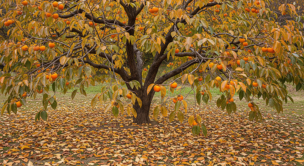 フリー素材 無料 写真|柿の木の落ち葉秋の季節感と余白|作品紹介に使えるナチュラルな画像