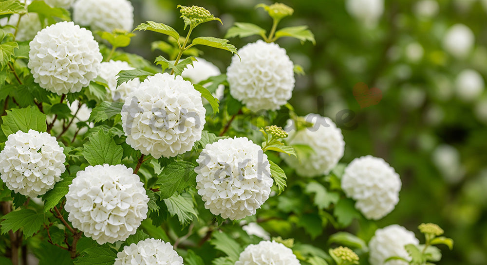 フリー素材 無料 写真|オオデマリの白花ふんわり余白背景|チラシ・POPに使えるナチュラルな画像