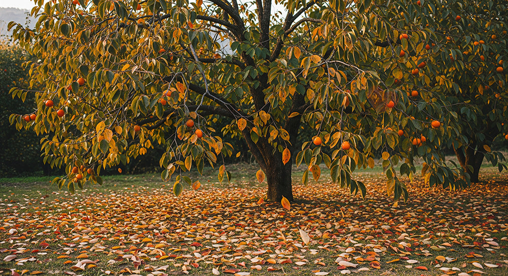 フリー素材 無料 写真|柿の木の落ち葉秋の季節感と余白|ブランド画像に使えるナチュラルな画像