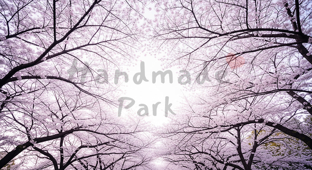 フリー素材 無料 写真|空抜け余白の桜並木ふんわり逆光|SNS投稿に使えるナチュラルな画像