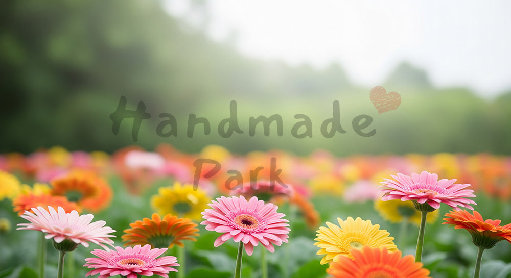 フリー素材 無料 写真|明るい庭のガーベラすっきり余白|商品ページに使えるナチュラルな画像