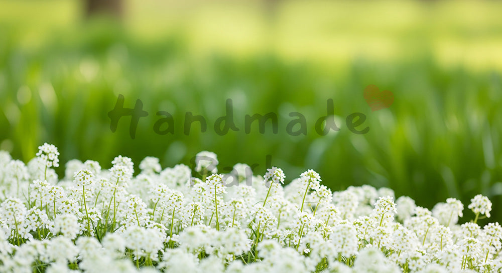 フリー素材 無料 写真|白い小花とグリーンボケ清潔で温かい余白|作品紹介に使えるナチュラルな画像