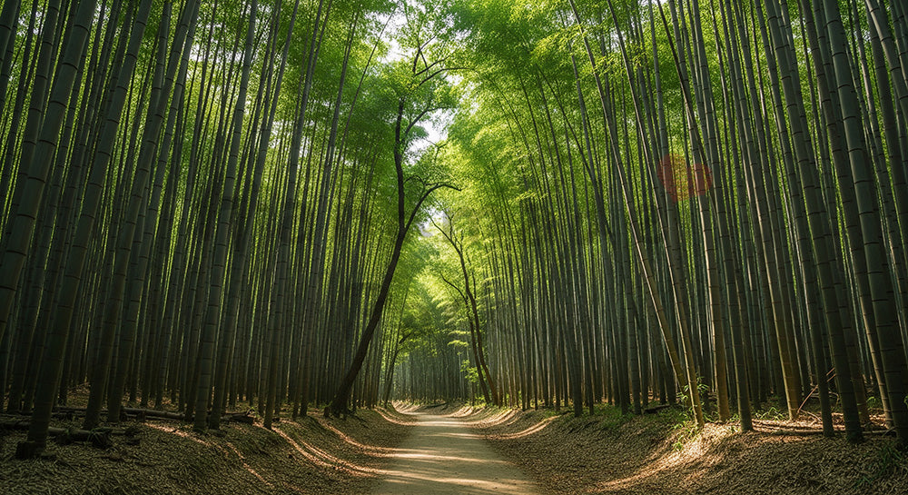 フリー素材 無料 写真|日本の竹林の遊歩道 柔らかな光と整然とした緑が美しい背景向け風景素材|スライド背景として使える