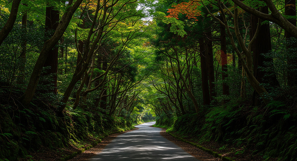 フリー素材 無料 写真|森を縫うように続く日本の細い道路 資料にも使いやすい俯瞰の自然風景|スライド背景として使える