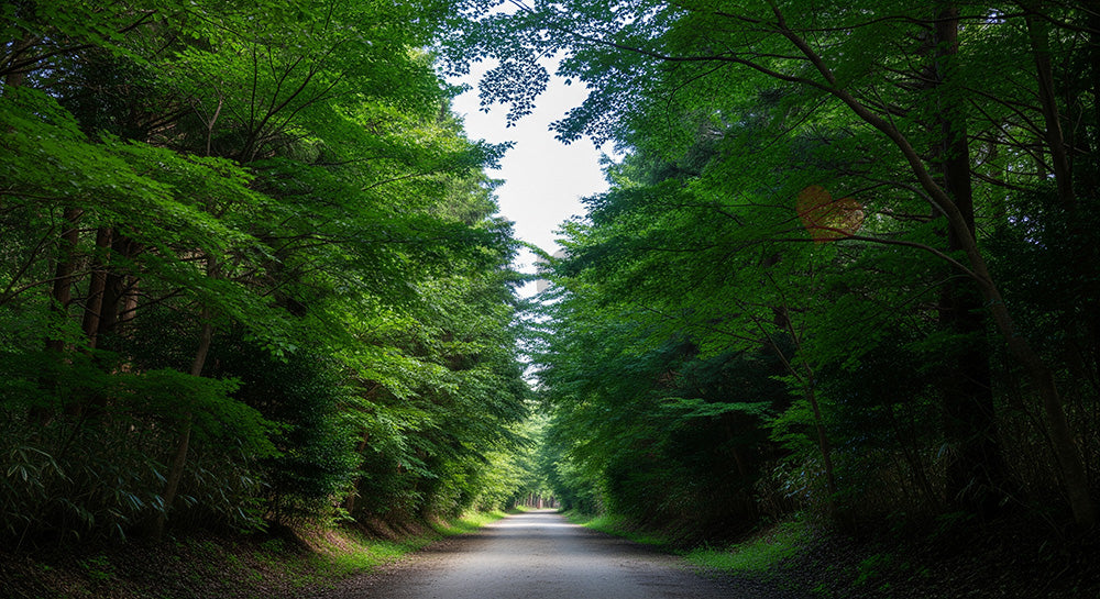 フリー素材 無料 写真|静かな一本道が続く日本の林 視線誘導しやすい資料向け自然風景素材|Webデザインの挿し絵に便利