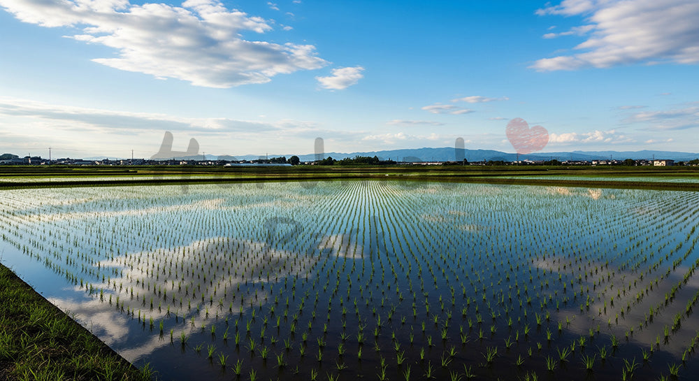 フリー素材 無料 写真｜和の季節感を伝える横長背景写真 デザイナー向けのある初夏の田んぼに青空が鏡のように映る日本の田園風景