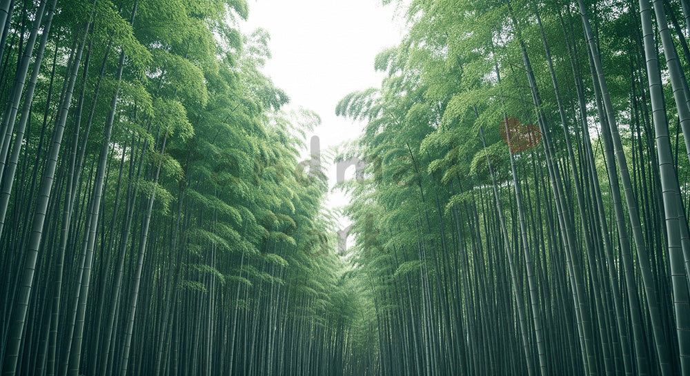 フリー素材 無料 写真｜柔らかい竹林のバックグラウンド 写真背景
