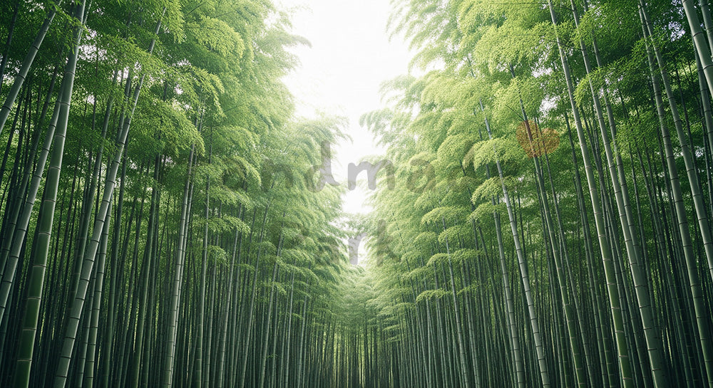 フリー素材 無料 写真｜柔らかい竹林の背景 背景素材