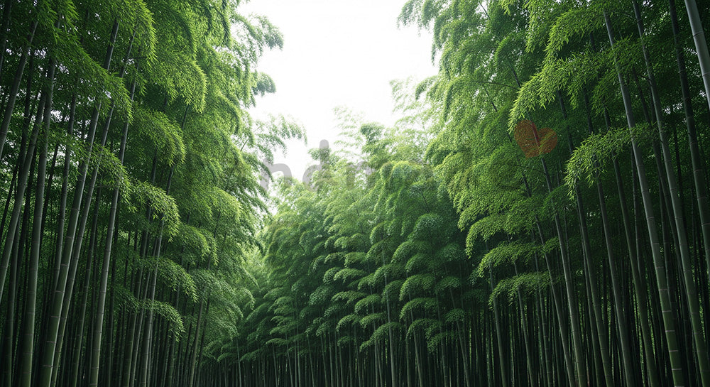 フリー素材 無料 写真｜柔らかい竹林の背景