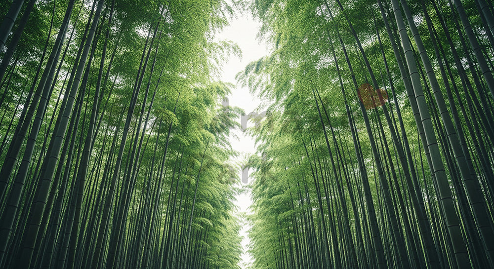 フリー素材 無料 写真｜SDGs向け柔らかな竹林背景 余白多めで文字入れしやすい 写真背景