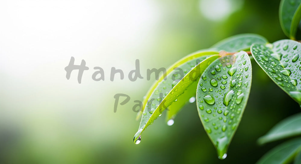 フリー素材 無料 写真｜SDGsを連想させる雨上がりの葉と水滴背景 清潔感と余白 背景素材