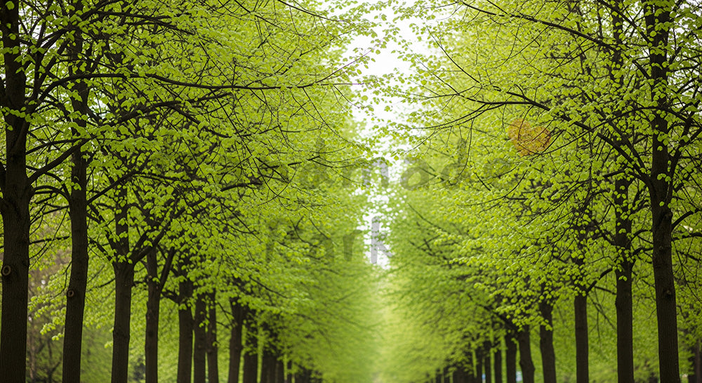 フリー素材 無料 写真｜SDGsのグリーンモビリティを想起する並木道の若葉背景 スペース