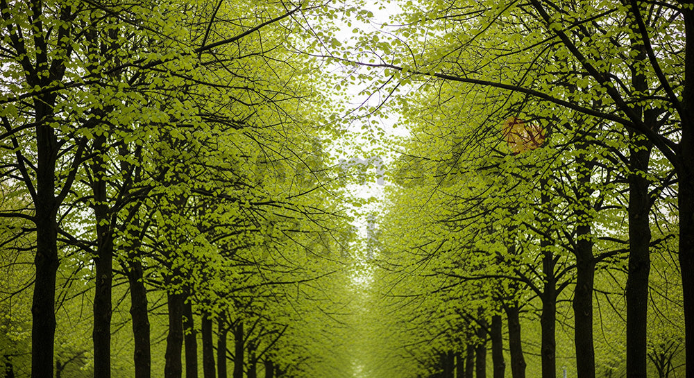 フリー素材 無料 写真｜SDGsのグリーンモビリティを想起する並木道の若葉バックグラウンド 空きスペース