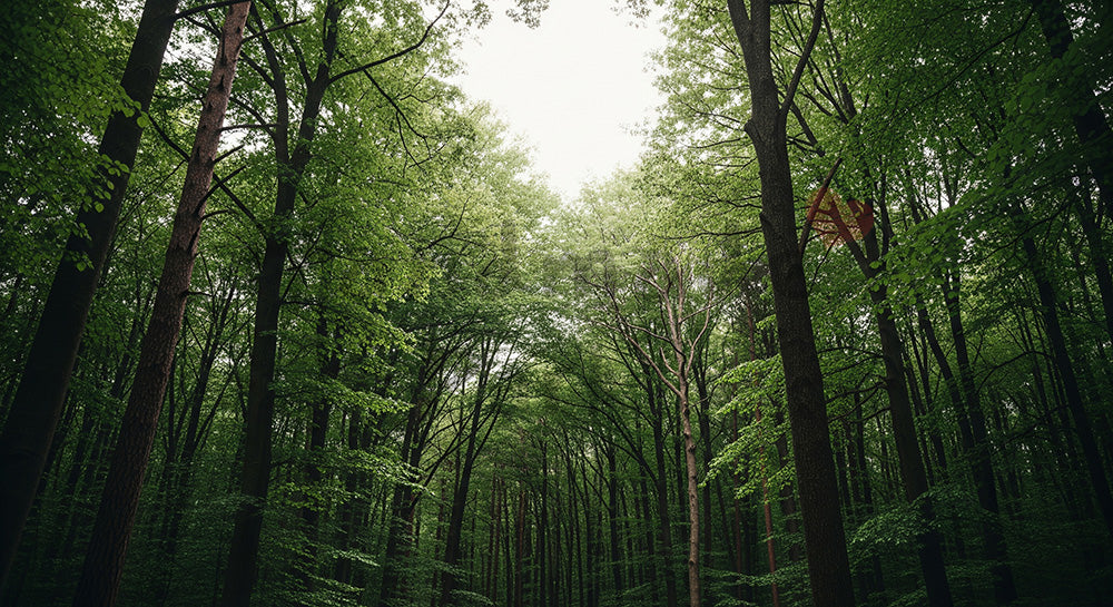 フリー素材 無料 写真｜SDGs向け森のグリーン背景 看板や文字なしでスペースたっぷり