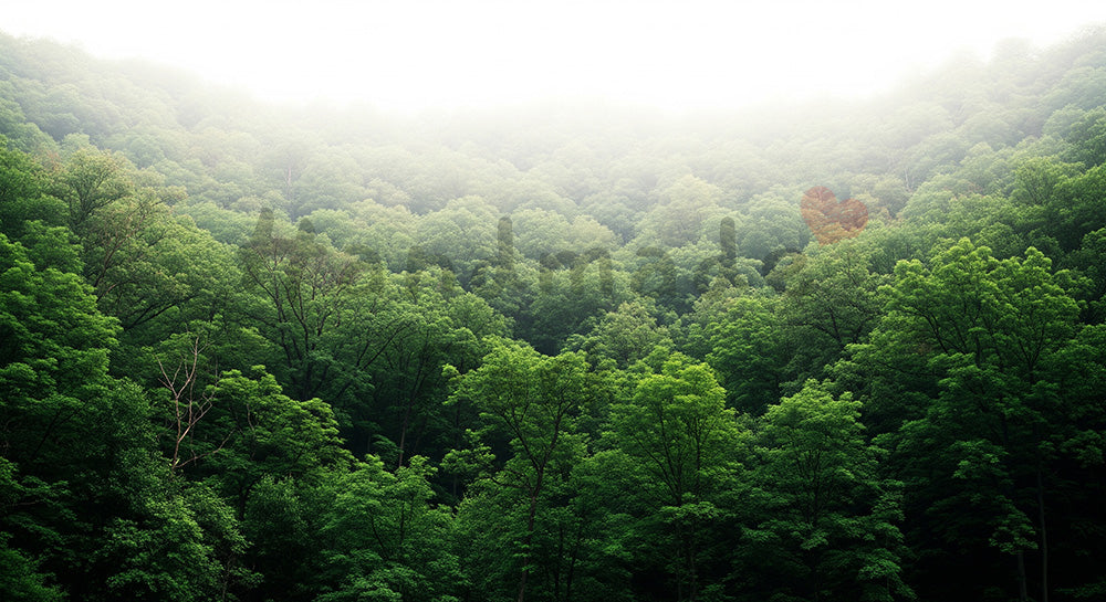 フリー素材 無料 写真｜SDGs向け森のグリーンバックグラウンド 看板や文字なしで空きスペースたっぷり